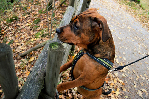 Apprendimento: cane osserva al di là della staccionata con postura allarmata