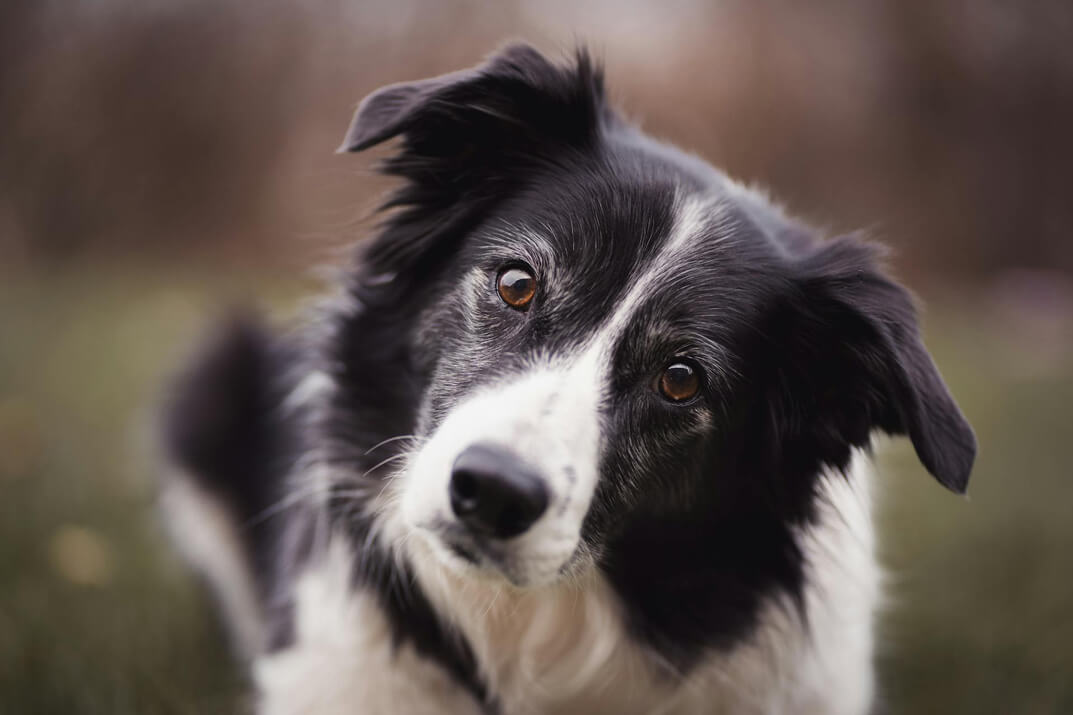 Border Collie con sguardo confuso
