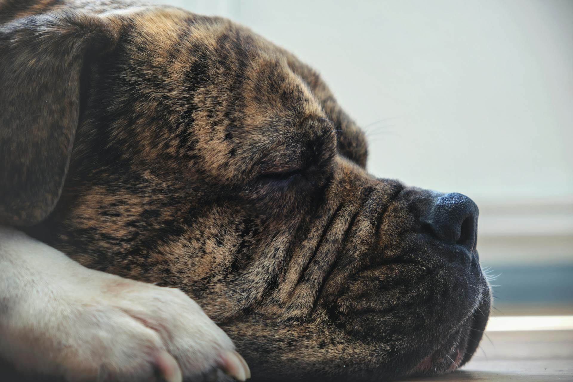 Cane calmo che dorme per terra
