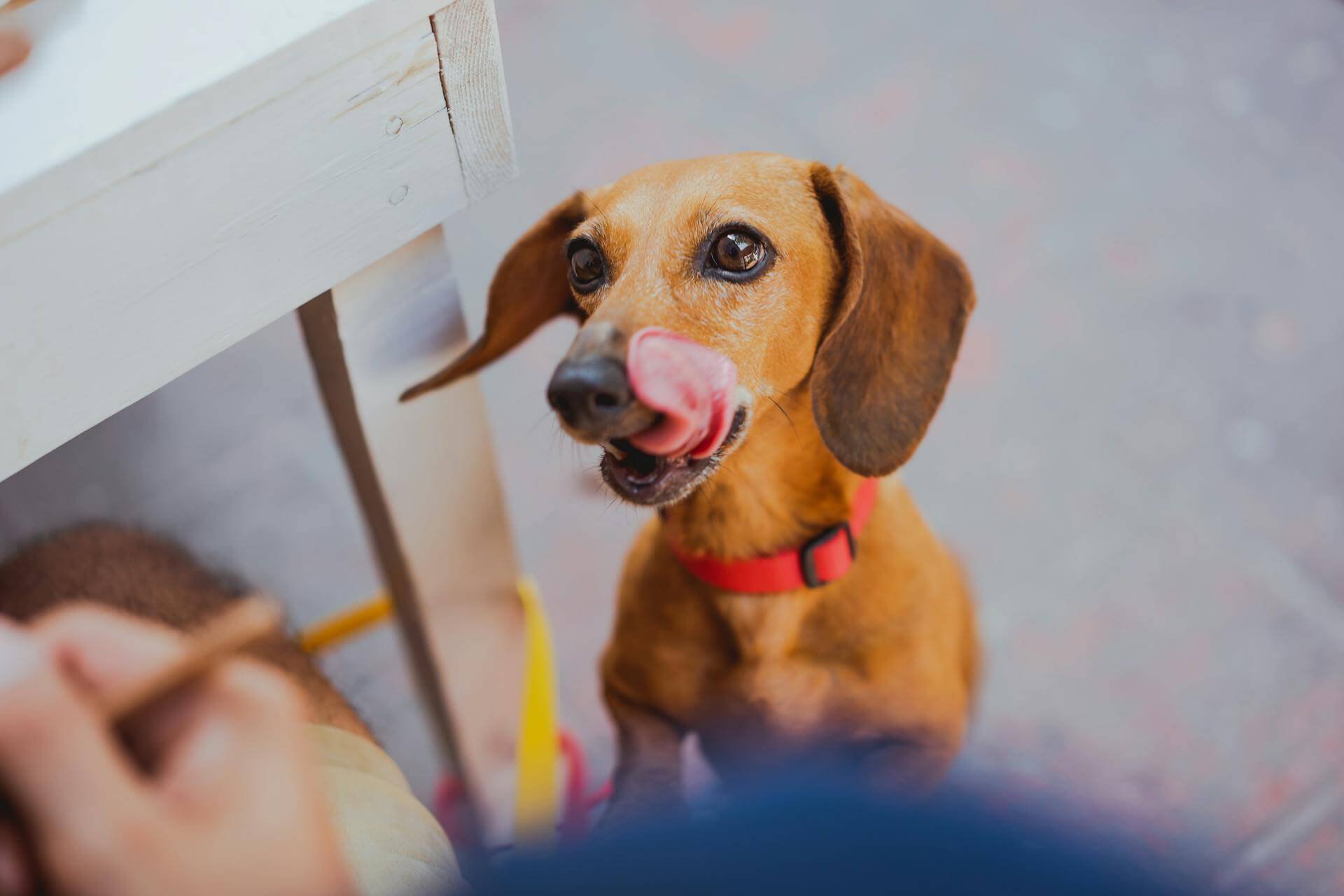 Cane che chiede cibo dal tavolo.