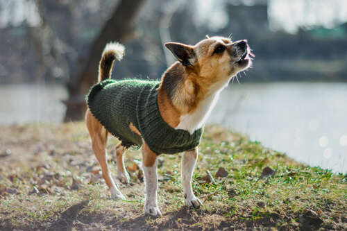 Chihuahua che abbaia
