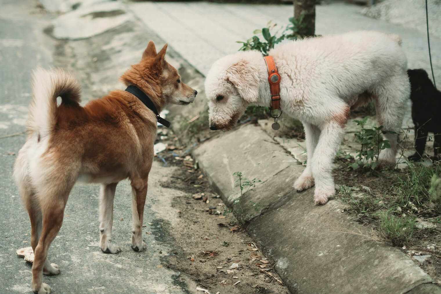 Linguaggio del corpo del cane. due cani che interagiscono tra di loro.