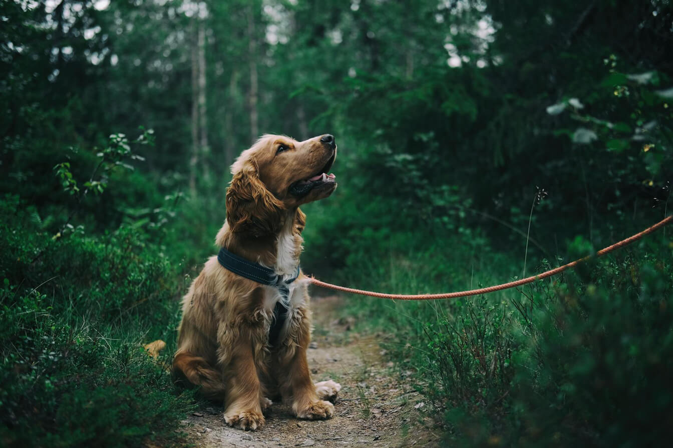 cane seduto in un sentiero in mezzo ai boschi