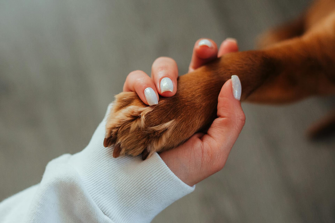 Mano di una ragazza che tiene la zampa di un cane
