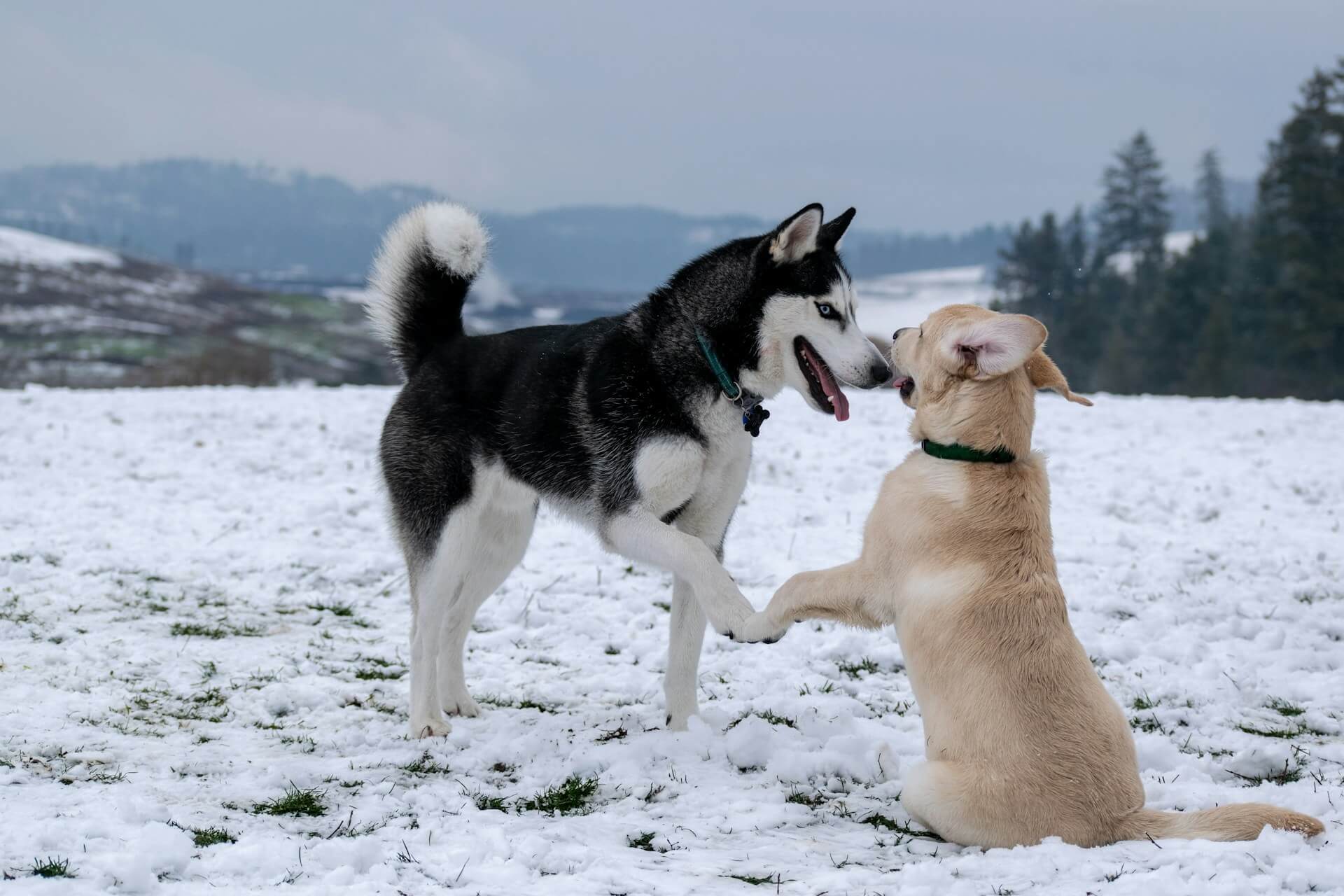 come socializzare il tuo cane: incontro da due cani liberi